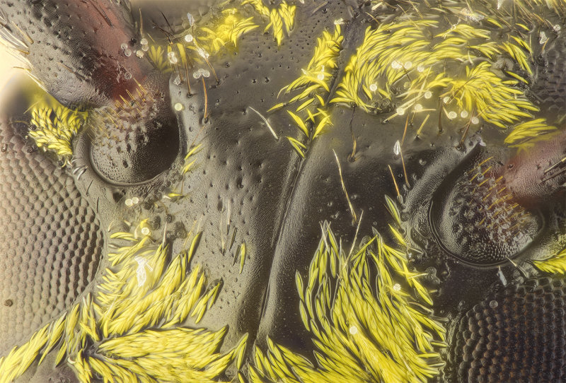 2016-02-06-08.32.05 ZS PMax.jpg