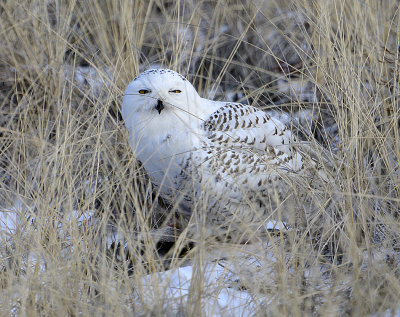 _DSC3396.jpg