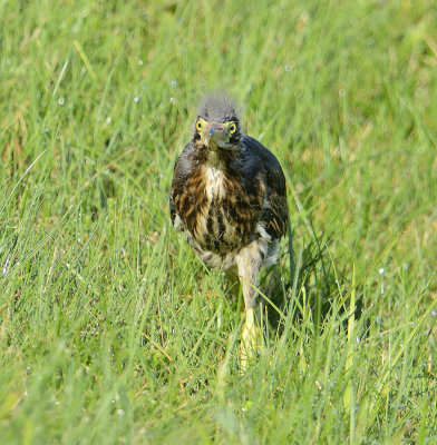 _DSC9444.jpg
