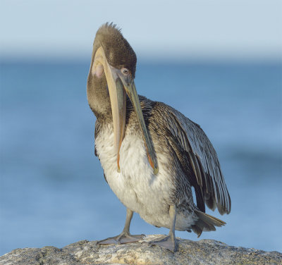 Aruba
