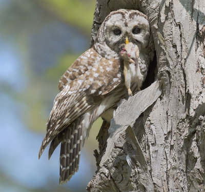 Barred Owlet Luncheon