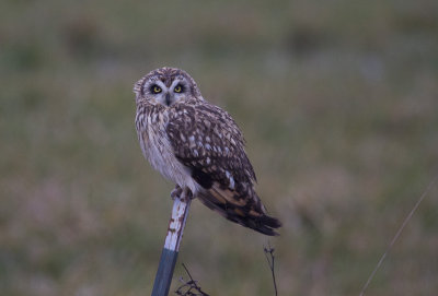 Short-eared Owl