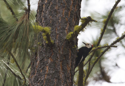 White-headed Woodpecker