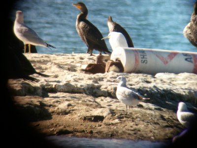 Blue-footed Booby