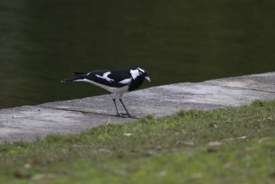 Magpie Lark