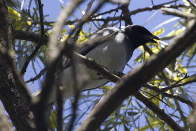 Black-faced Cuckoo-shrike