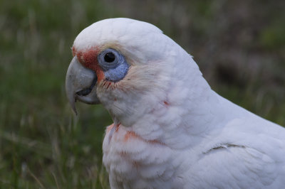 Long-billed Corella