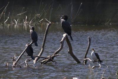 Little Black, Great, and Litted Pied Cormorants