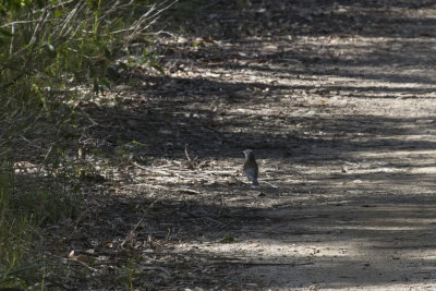 Grey Shrike-thrush