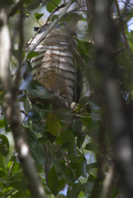 Pacific Baza