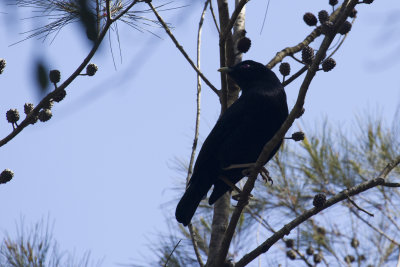 Satin Bowerbird