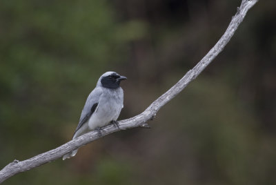 Black-faced Cuckoo-shrike