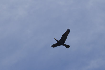 Australasian Darter