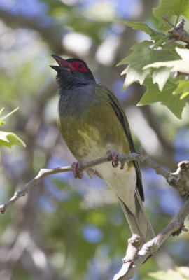 Australasian Figbird