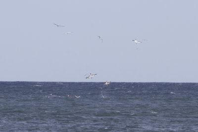 Australasian Gannet