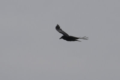 Austrailan Raven