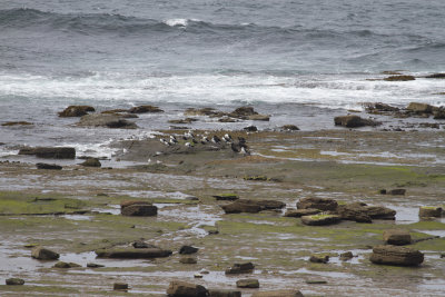 cormorants, gulls, and terns