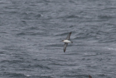 Fluttering Shearwater