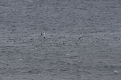 shearwaters, terns, gulls and gannets