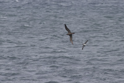 Wedge-tailed and Fluttering Shearwater