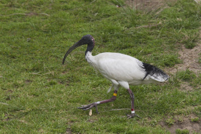 Australian Ibis