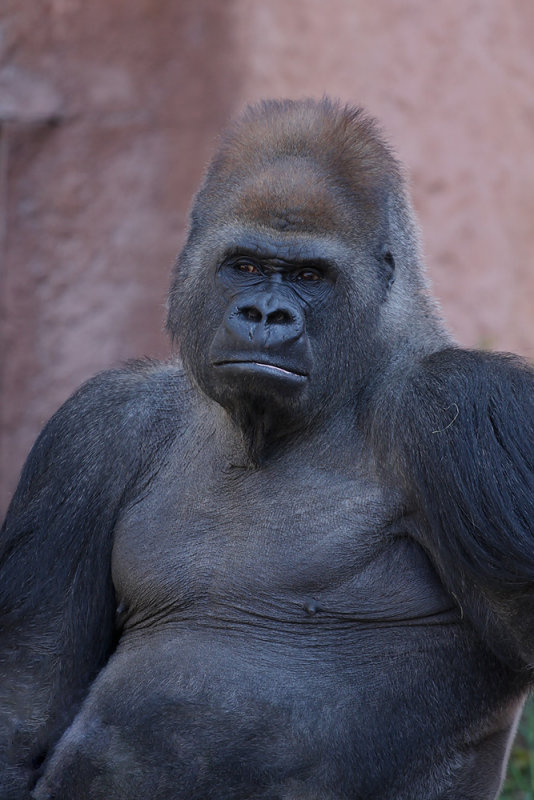 Kakinga male silver-back gorilla