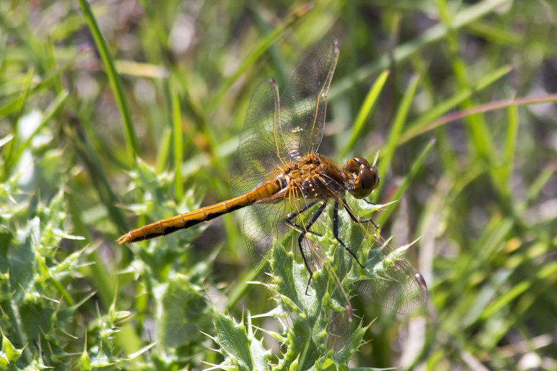 Dragon Fly