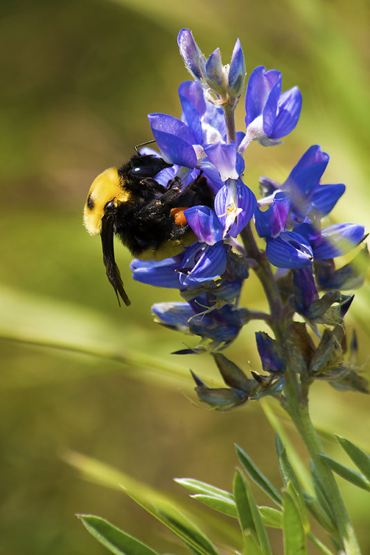  Bumble Bee