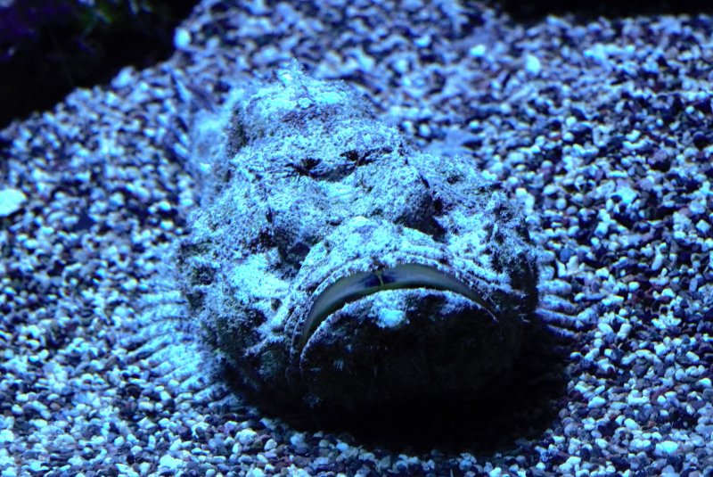 Stone Fish