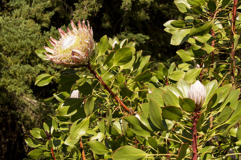 Protea