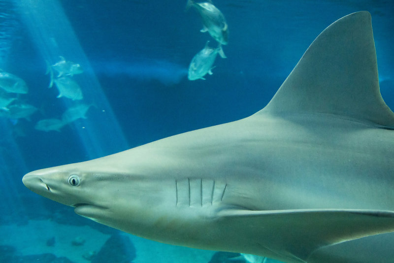 Sand Bar Shark