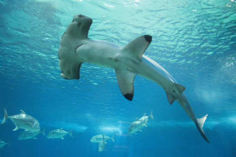 Hammerhead Shark