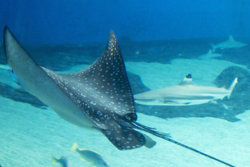 Eagle Ray