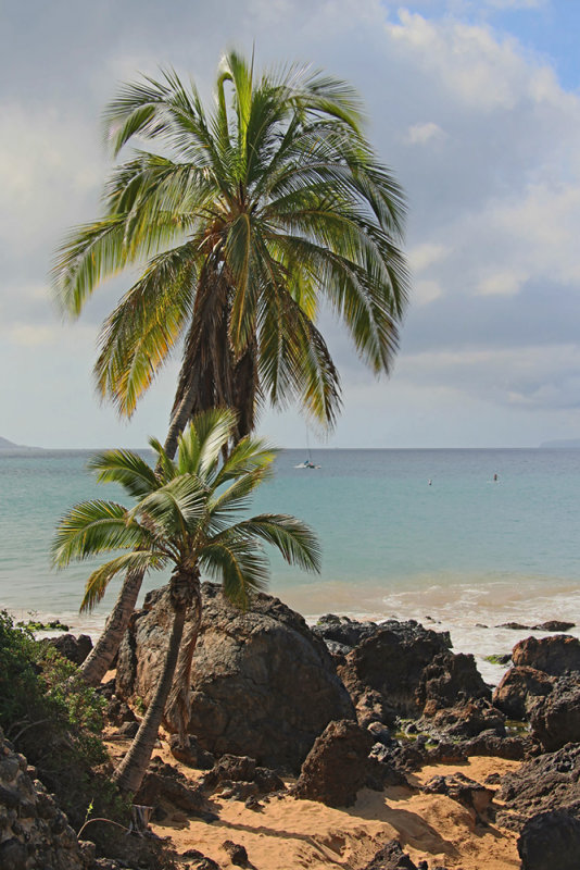 Beach Palms