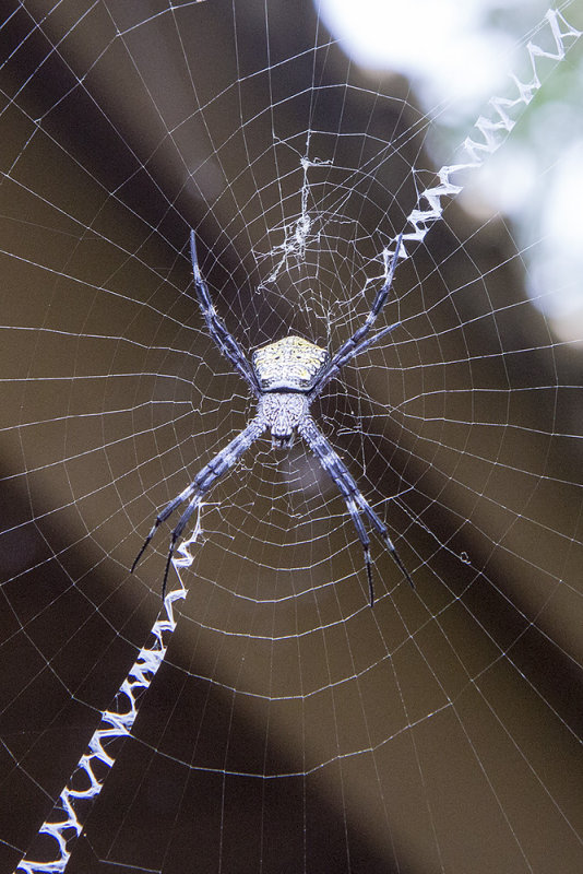 Argiope appensa