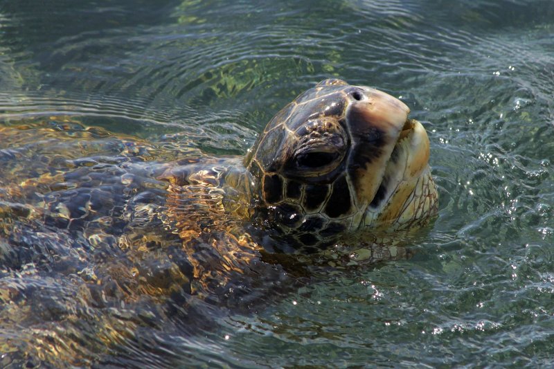 Sea Turtle
