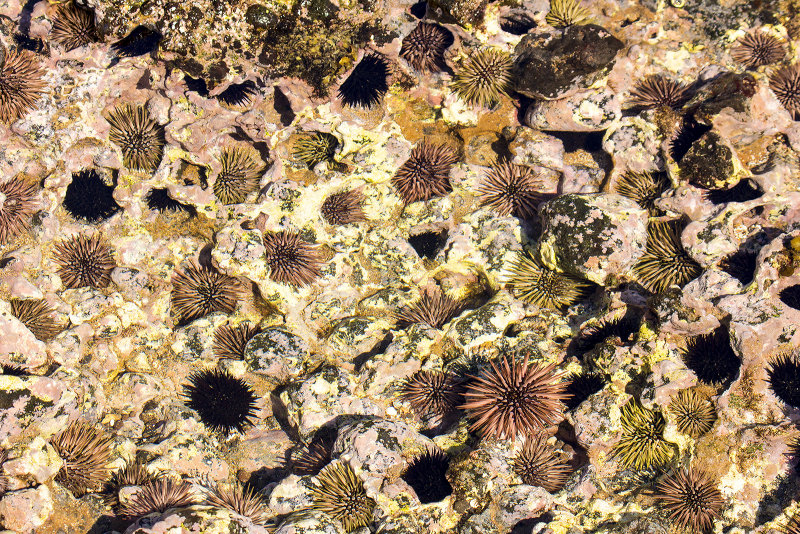 Sea Urchin City