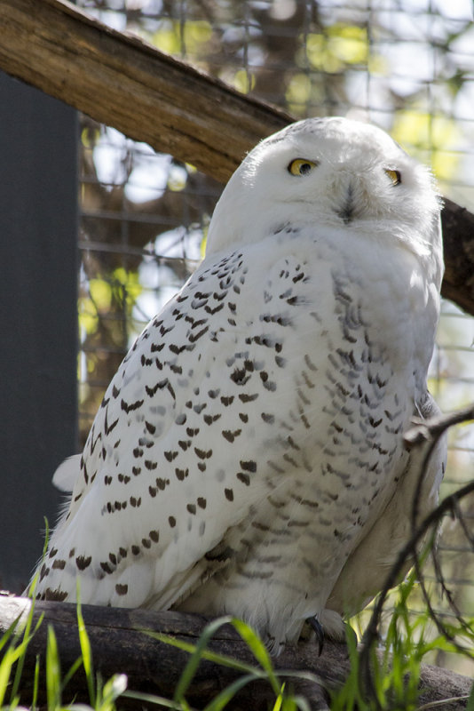 Snowy Owl