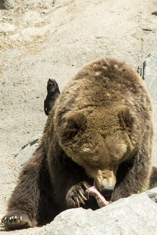 Grizzly Bear & Crow
