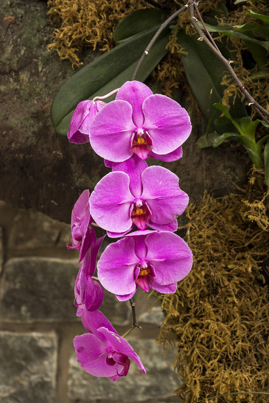 Orchids