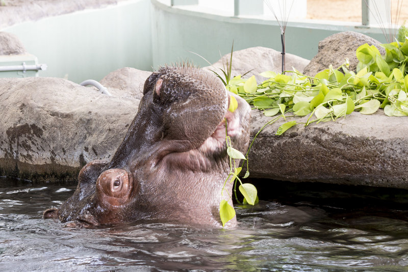 Hippopotamus