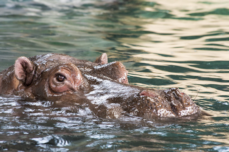 Hippopotamus