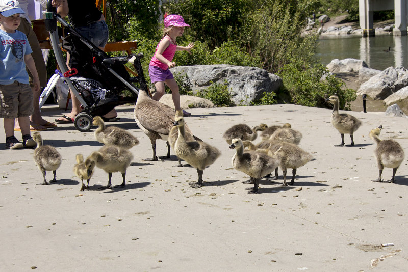 Children & Goslings