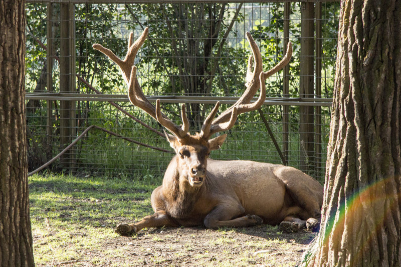 Elk or Wapiti