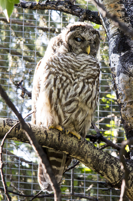 Barred Owl