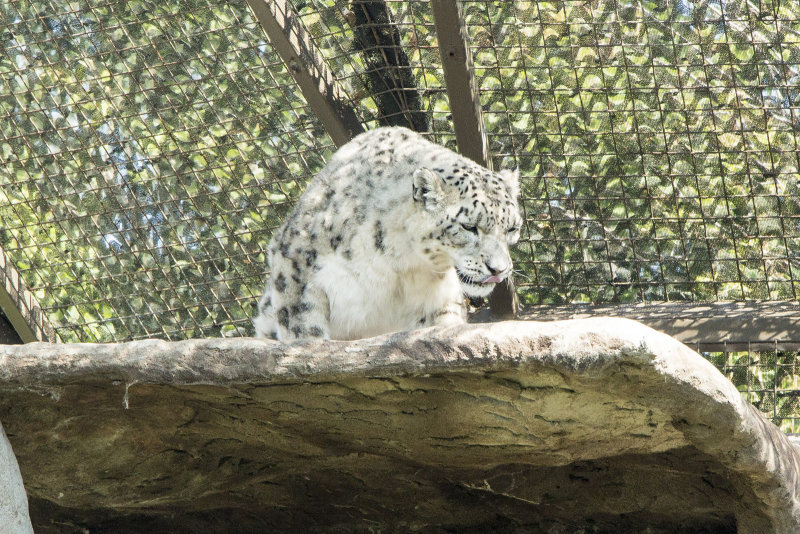 Snow Leopard