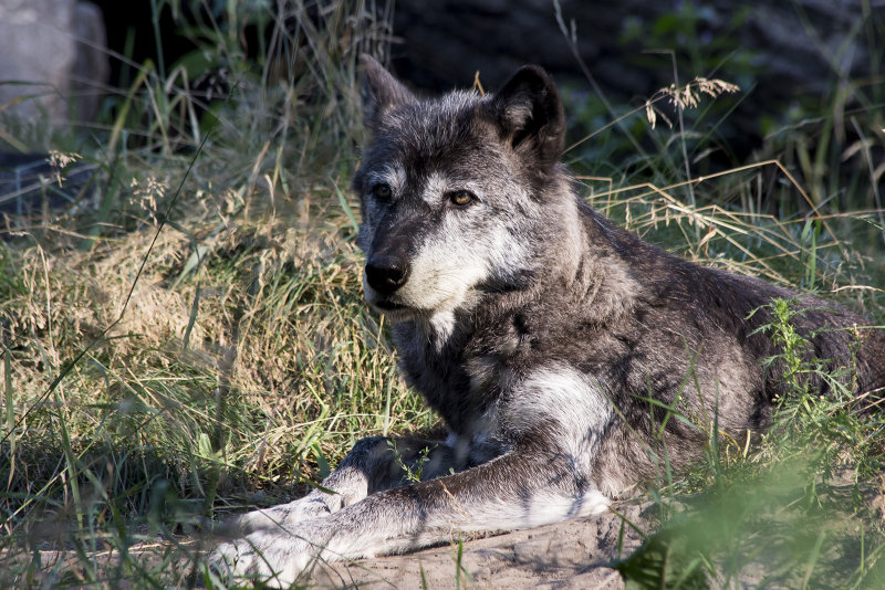 Grey Wolf