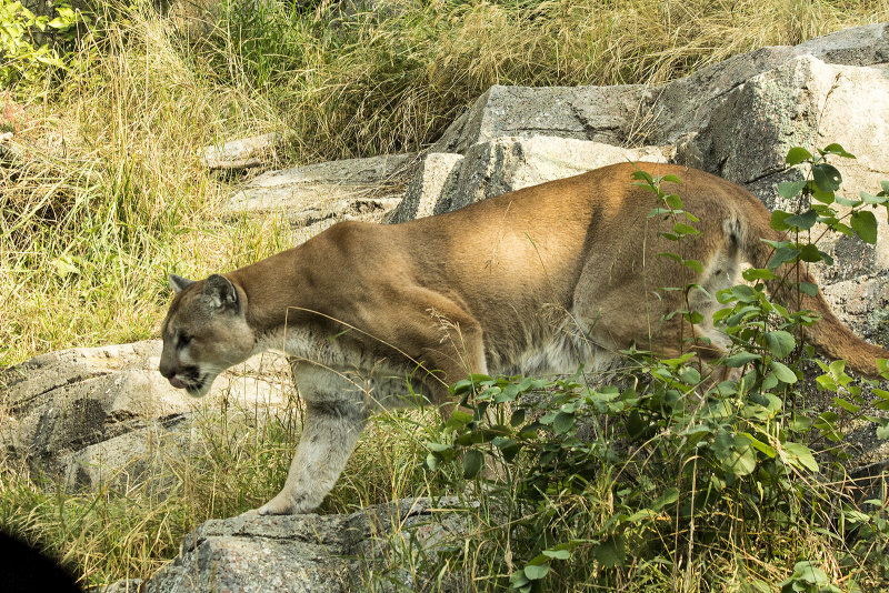 Cougar or Mountain Lion
