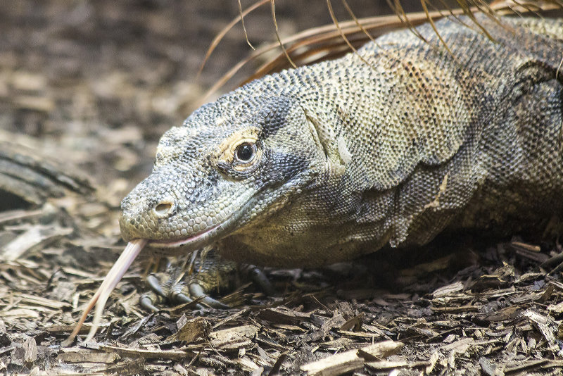 Komodo Dragon