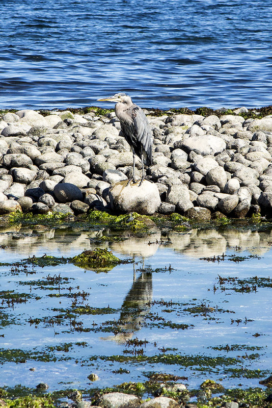 Great Blue Heron